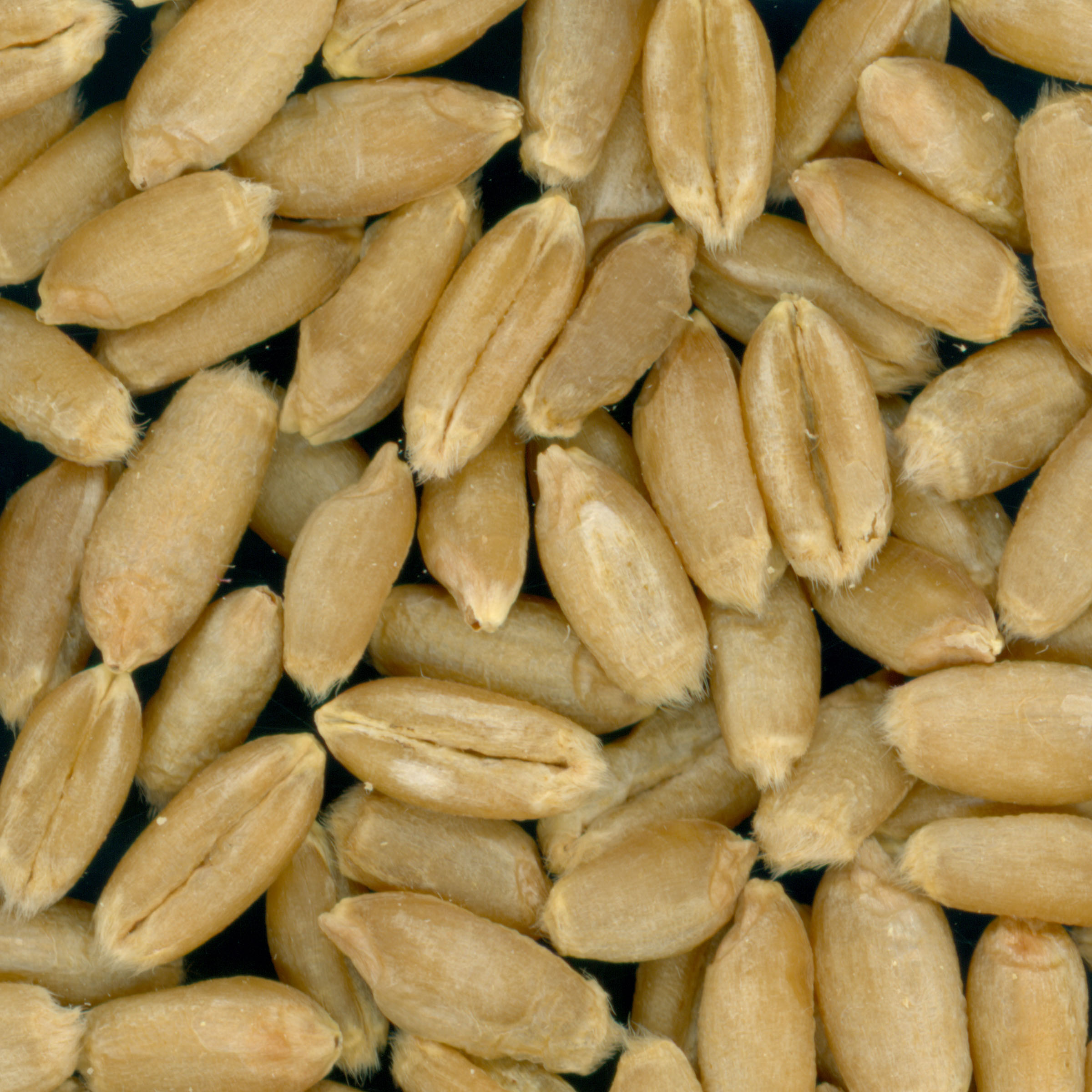 KERNELS